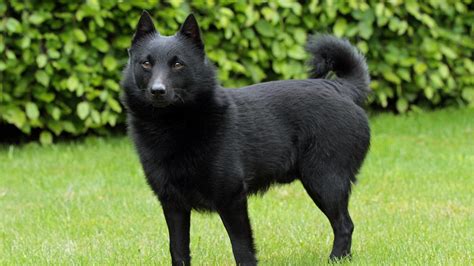 black dog with pointy ears|dogs with naturally erect ears.